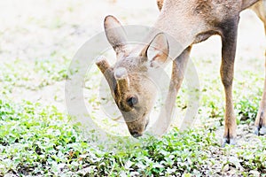 Red deer and hinds walking and eating grass