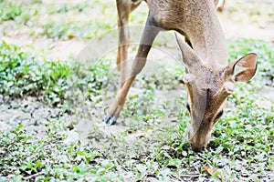 Red deer and hinds walking and eating grass