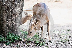 Red deer and hinds walking and eating grass