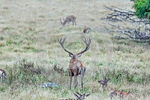 Red deer with huge antlers in the foreground watching another red deer with big antlers grassing blurred in the background