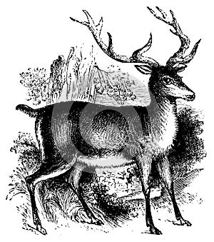 Red deer I Antique Animal Illustrations