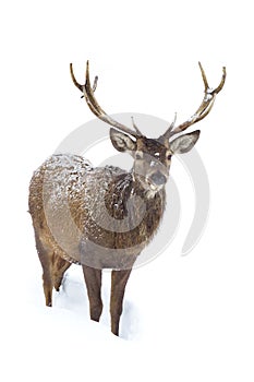 Red deer isolated on white