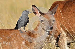 Red deer with jackdaw, Cervus elaphus