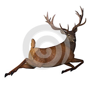 Red Deer Jumping isolated on white