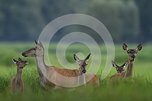 Red deer from Kopacki rit, Croatia