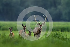 Red deer from Kopacki rit, Croatia