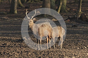 Red deer - Kronhjort - Cervus elaphus walks on a path in forest