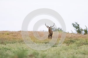 Red deer in La Pampa, Argentina,