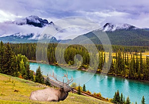 Red deer and  lake with azure water