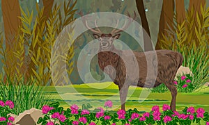 A red deer with large antlers walks through a blooming summer forest.