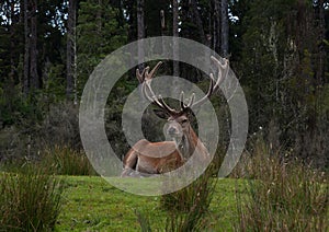 Red Deer laying by the forests's edge