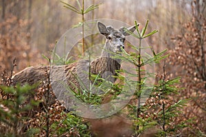 Red deer looking in forest in springtime nature.