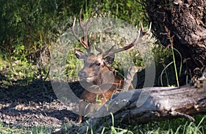 Red deer lying in forest