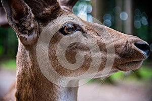 Red Deer male (Cervus elaphus) close up shot with beautiful eye