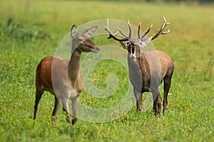 Red deer male with female bellowing on grassland in autumn