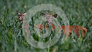 Red deer male and female standing in corn in summer.