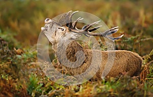 Red deer male roaring during the rutting season.