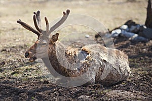 Red deer (maral)