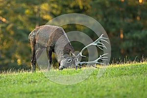 Red deer marking territory with antlers on meadow in rutting season