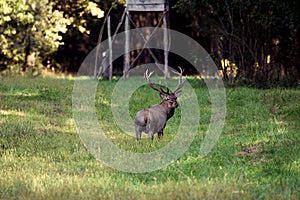 Red deer in mating season