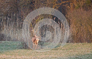 Red deer on meadow