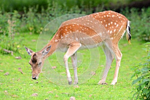 A red deer on a meadow eating grass