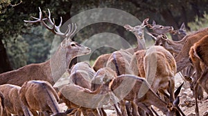 Red Deer, MonfragÃÂ¼e National Park, Spain photo