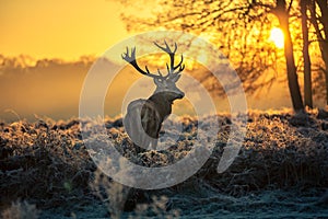 Red deer photo