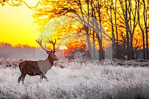 Red Deer in Morning Sun