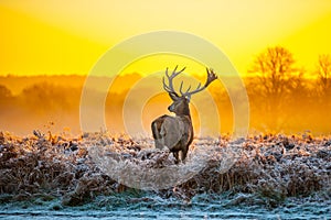 Red Deer in Morning Sun