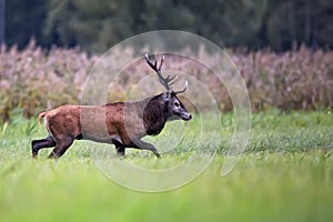 Red deer on the move