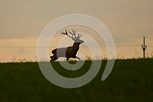 Red deer in nature associated with electricity and life of people and with civilization, Slovakia
