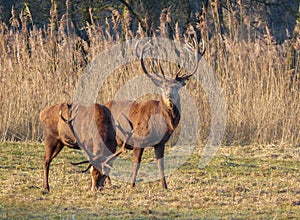 Red deer