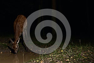 Red deer in night