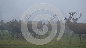 The red deer is one of the largest deer species. A male red deer is called a stag or hart