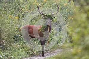 Red deer outgoing from spinney overgrown of leaves in the summer with copyspace.