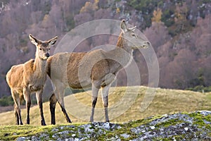 Red Deer Pair