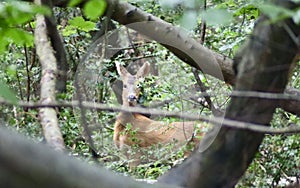 Red deer peering through trees