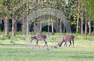 Red deer and piglets