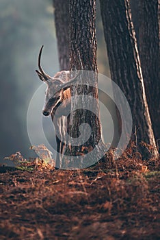 Red deer with pointed antlers marking scent on tree trunk in autumn pine forest.