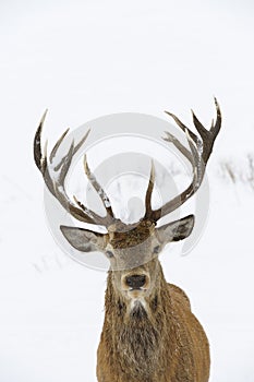 Red deer portrait