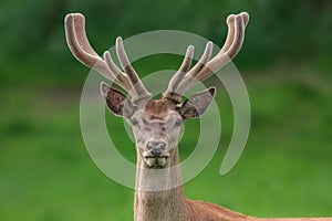 Red deer portrait with fuzzy velvet antler photo