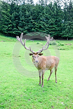 Red deer posing