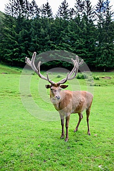 Red deer posing