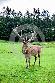 Red deer posing