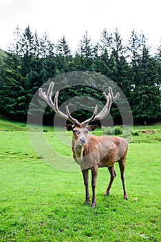 Red deer posing