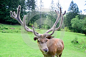 Red deer real close looking straight at the camera