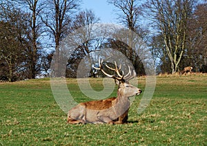 Red Deer, Richmond Park