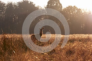 Red deer in Richmond Park