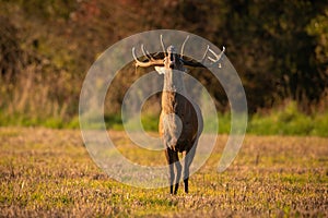 Red deer roaring on field in summertime golden hour